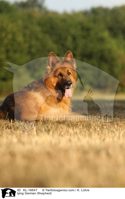 lying German Shepherd / KL-18647