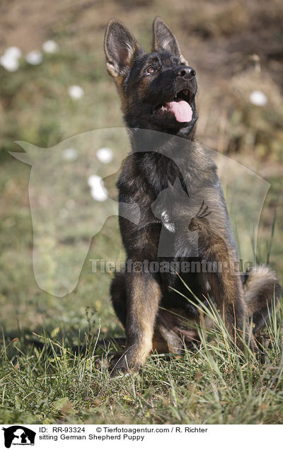 sitting German Shepherd Puppy / RR-93324