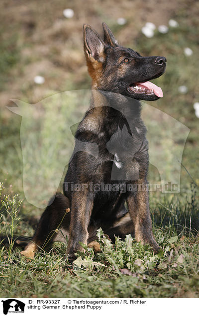 sitting German Shepherd Puppy / RR-93327