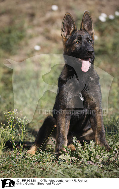 sitzender Deutscher Schferhund Welpe / sitting German Shepherd Puppy / RR-93328