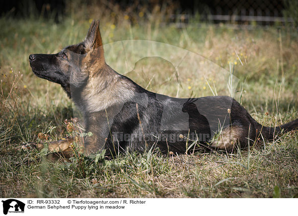 German Sehpherd Puppy lying in meadow / RR-93332