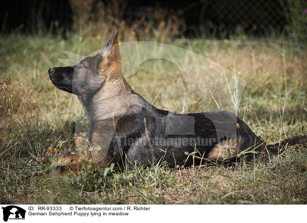 Deutscher Schferhund Welpe liegt auf Wiese / German Sehpherd Puppy lying in meadow / RR-93333