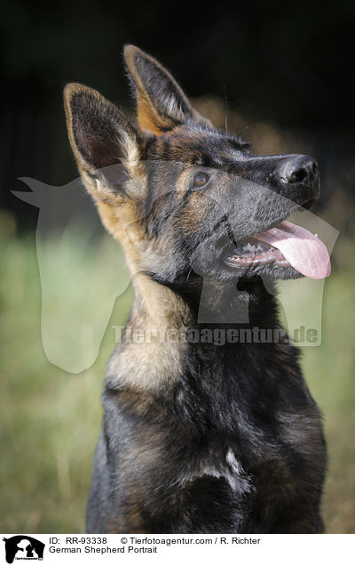 Deutscher Schferhund Portrait / German Shepherd Portrait / RR-93338
