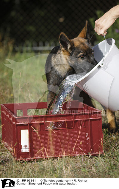 German Shepherd Puppy with water bucket / RR-93341