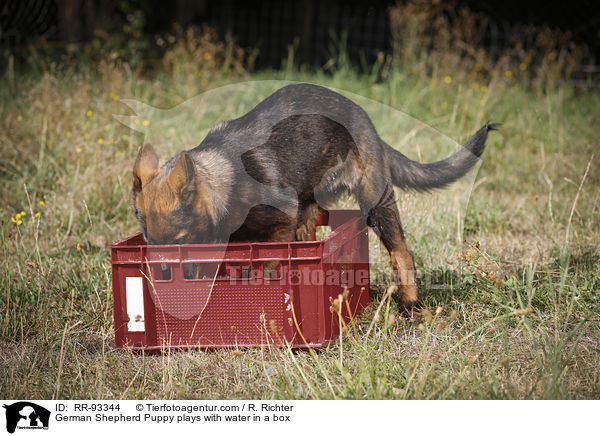 Deutscher Schferhund Welpe spielt mit Wasser in einer Kiste / German Shepherd Puppy plays with water in a box / RR-93344