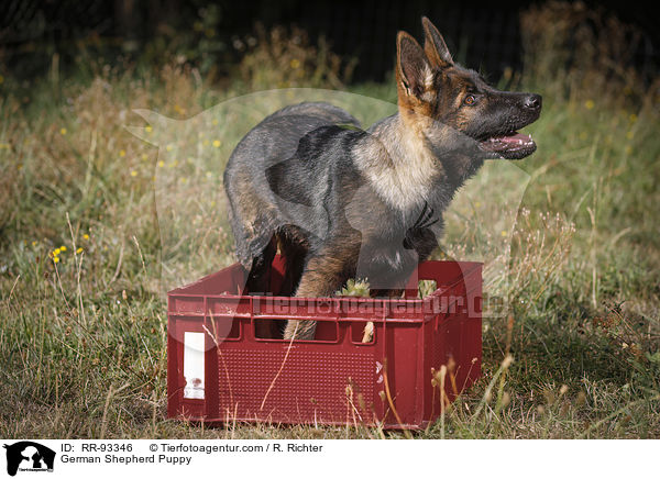 German Shepherd Puppy / RR-93346