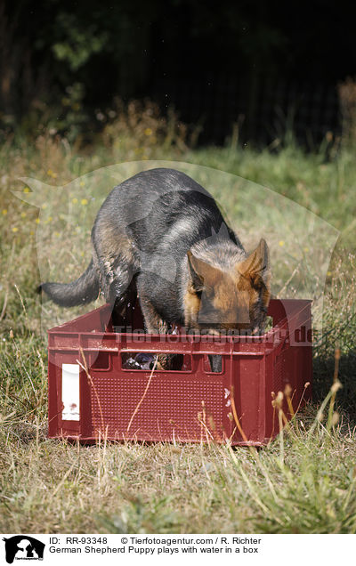 Deutscher Schferhund Welpe spielt mit Wasser in einer Kiste / German Shepherd Puppy plays with water in a box / RR-93348