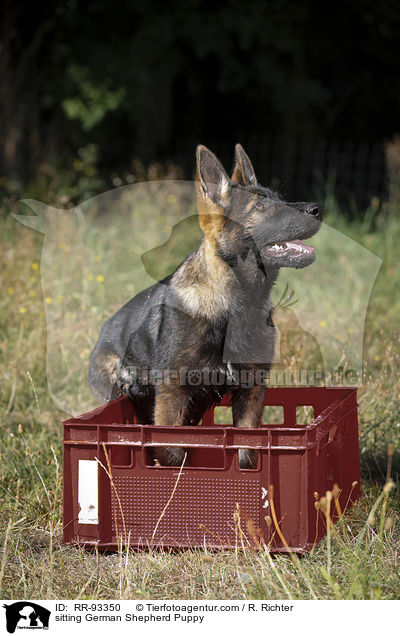 sitzender Deutscher Schferhund Welpe / sitting German Shepherd Puppy / RR-93350