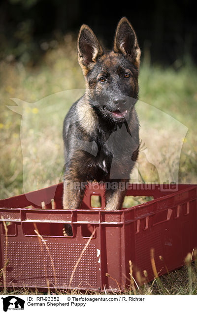 Deutscher Schferhund Welpe / German Shepherd Puppy / RR-93352