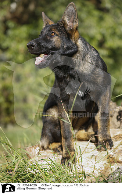sitting German Shepherd / RR-94020