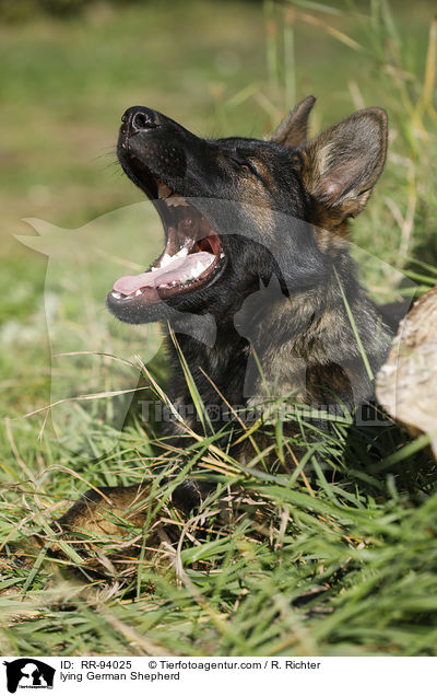 lying German Shepherd / RR-94025