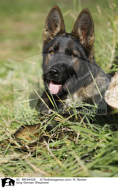 lying German Shepherd / RR-94026