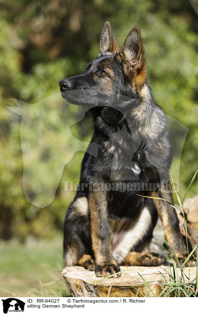sitzender Deutscher Schferhund / sitting German Shepherd / RR-94027