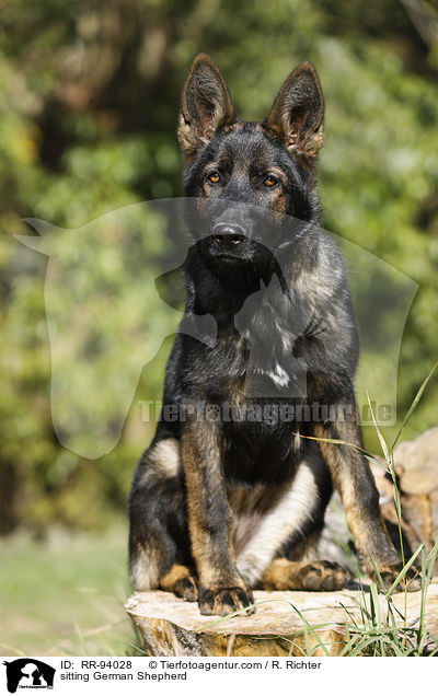 sitting German Shepherd / RR-94028