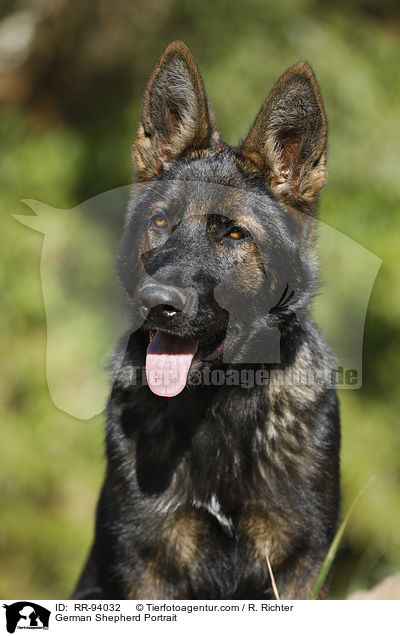 German Shepherd Portrait / RR-94032