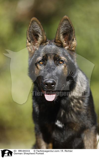 German Shepherd Portrait / RR-94033