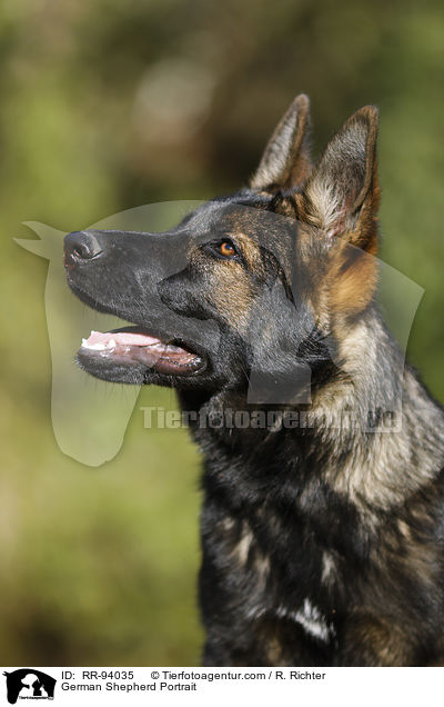 German Shepherd Portrait / RR-94035