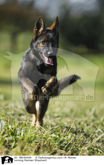 running German Shepherd / RR-94046