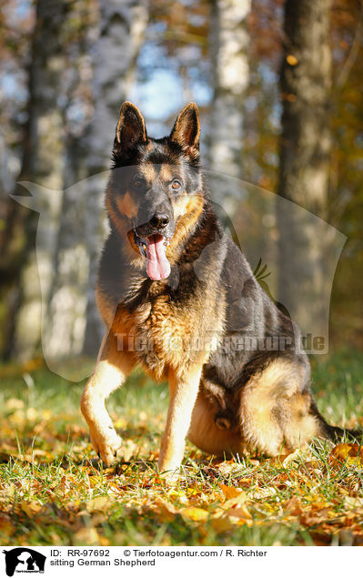 sitting German Shepherd / RR-97692