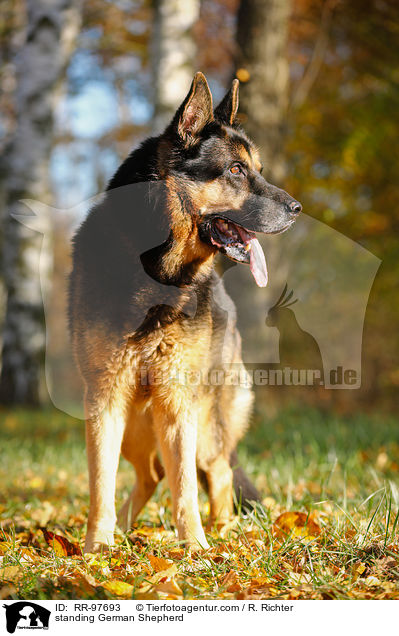 standing German Shepherd / RR-97693