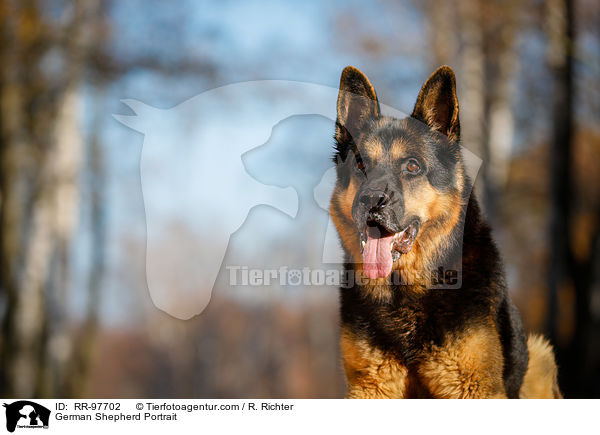 German Shepherd Portrait / RR-97702