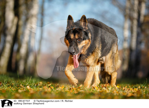 walking German Shepherd / RR-97707