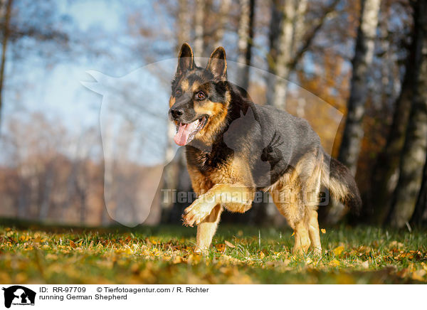 running German Shepherd / RR-97709
