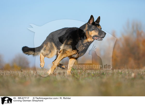 running German Shepherd / RR-97717