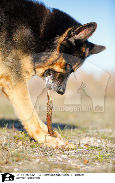 Deutscher Schferhund / German Shepherd / RR-97732
