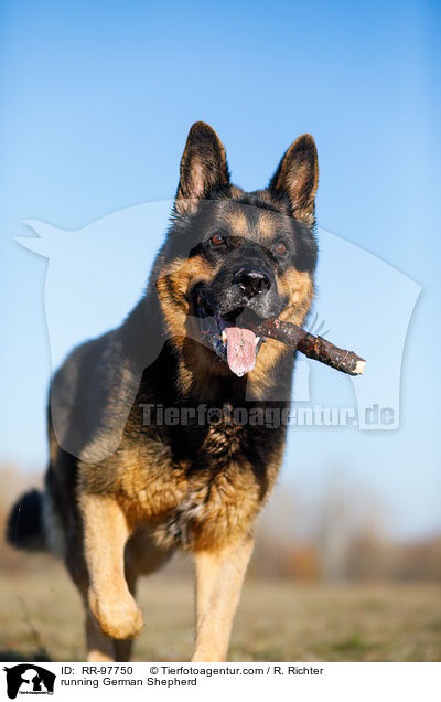 running German Shepherd / RR-97750