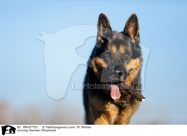running German Shepherd / RR-97752