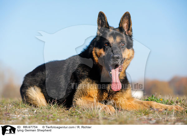 lying German Shepherd / RR-97754