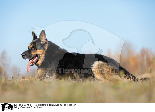 lying German Shepherd / RR-97755