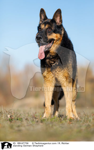 standing German Shepherd / RR-97758