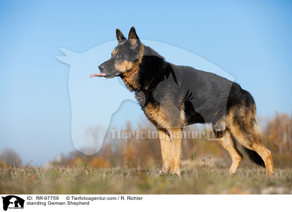 standing German Shepherd / RR-97759