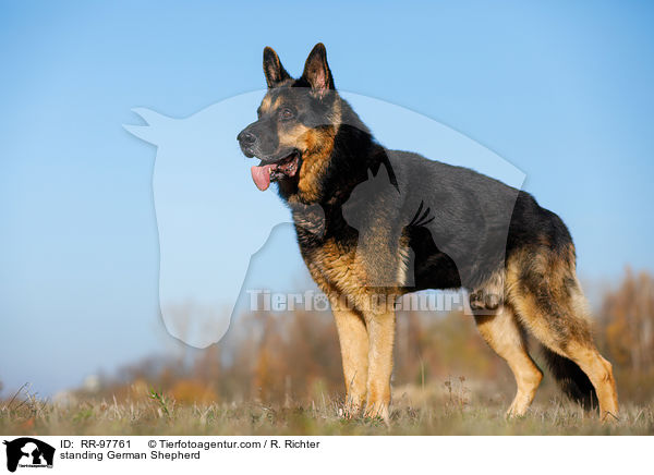 standing German Shepherd / RR-97761