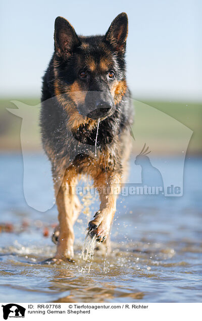 running German Shepherd / RR-97768