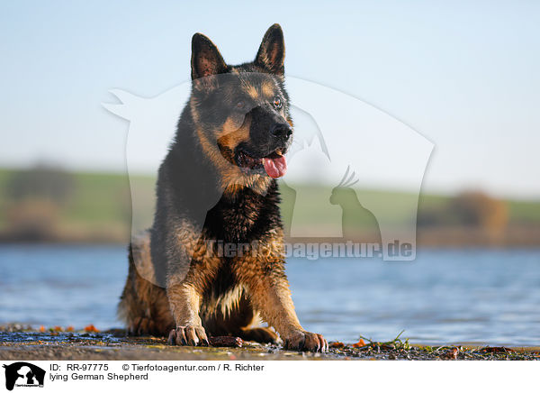 lying German Shepherd / RR-97775