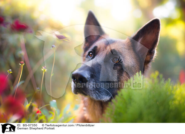 German Shepherd Portrait / BS-07350