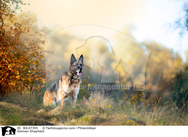 German Shepherd / BS-07355