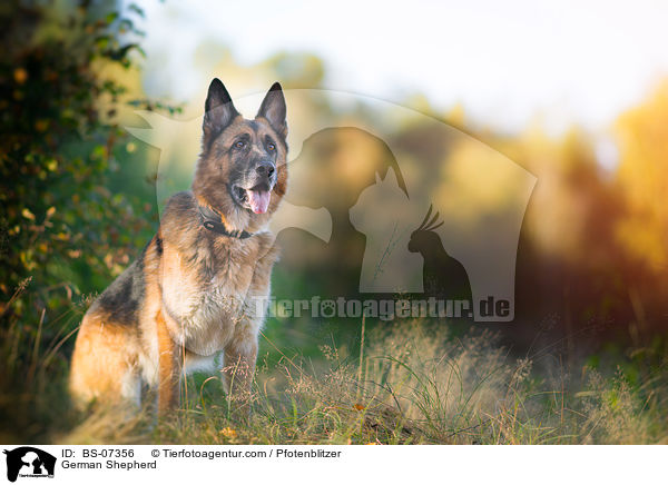 German Shepherd / BS-07356