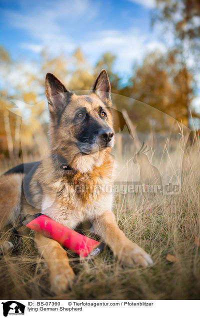 liegender Deutscher Schferhund / lying German Shepherd / BS-07360