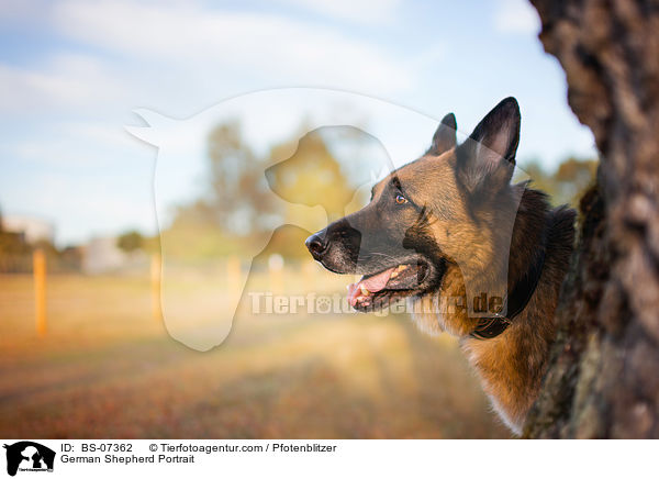 German Shepherd Portrait / BS-07362