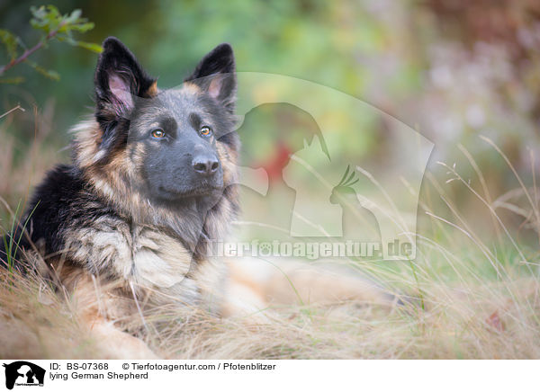 lying German Shepherd / BS-07368