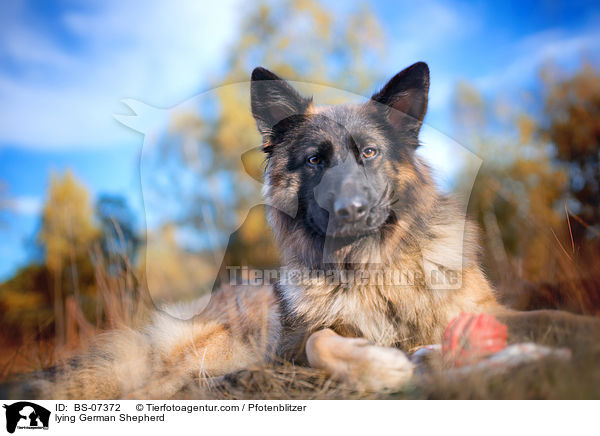 lying German Shepherd / BS-07372