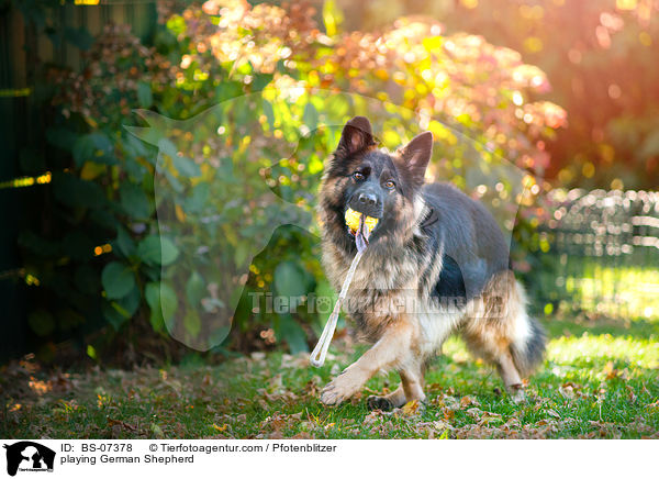 playing German Shepherd / BS-07378