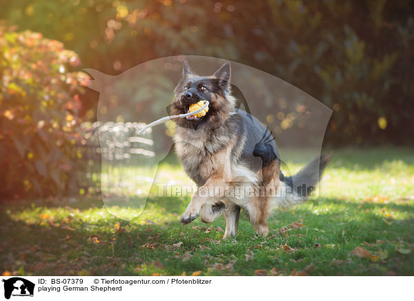 playing German Shepherd / BS-07379