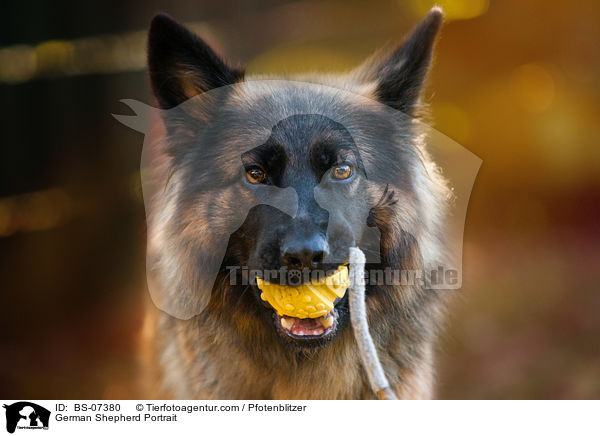German Shepherd Portrait / BS-07380
