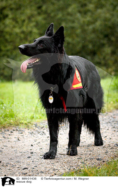 rescue dog / MW-01436