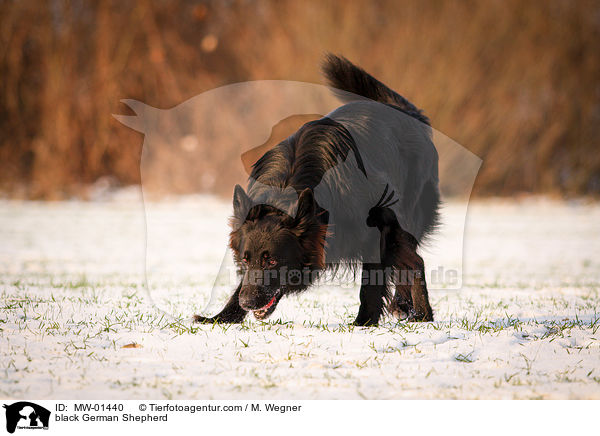 black German Shepherd / MW-01440